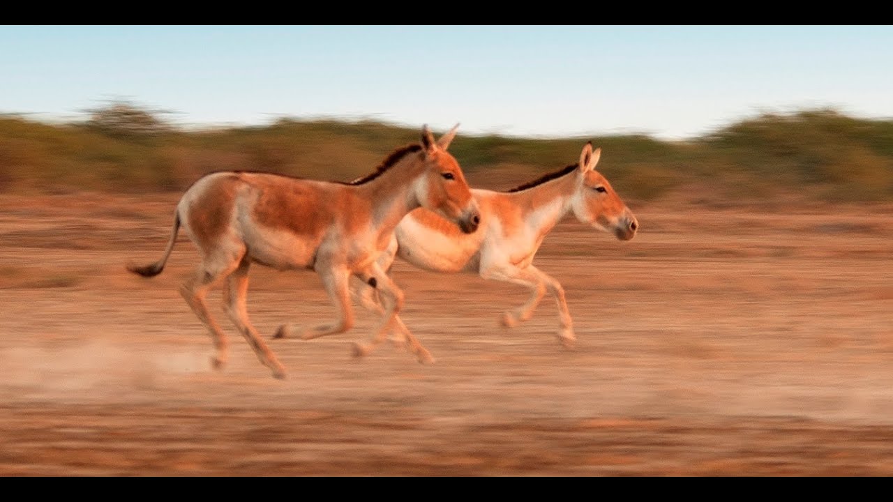 Run Wild Ass Run - Wild Ass Sanctuary, Little Rann Of Kutch - YouTube