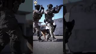 Belgian Malinois Tactical Gun Training.  K9 shooting drills. Tactical Gun Dog. K9 military tactics