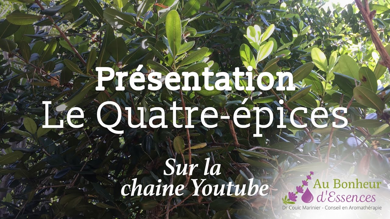 Quatre épices, un arbre aux feuilles parfumées - Tahiti Heritage