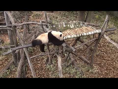 Video: Pet Scoop: Penguins Bergerak dalam Gelombang untuk Kekal Hangat, Hugh Jackman Bertemu D.C. Panda Cub