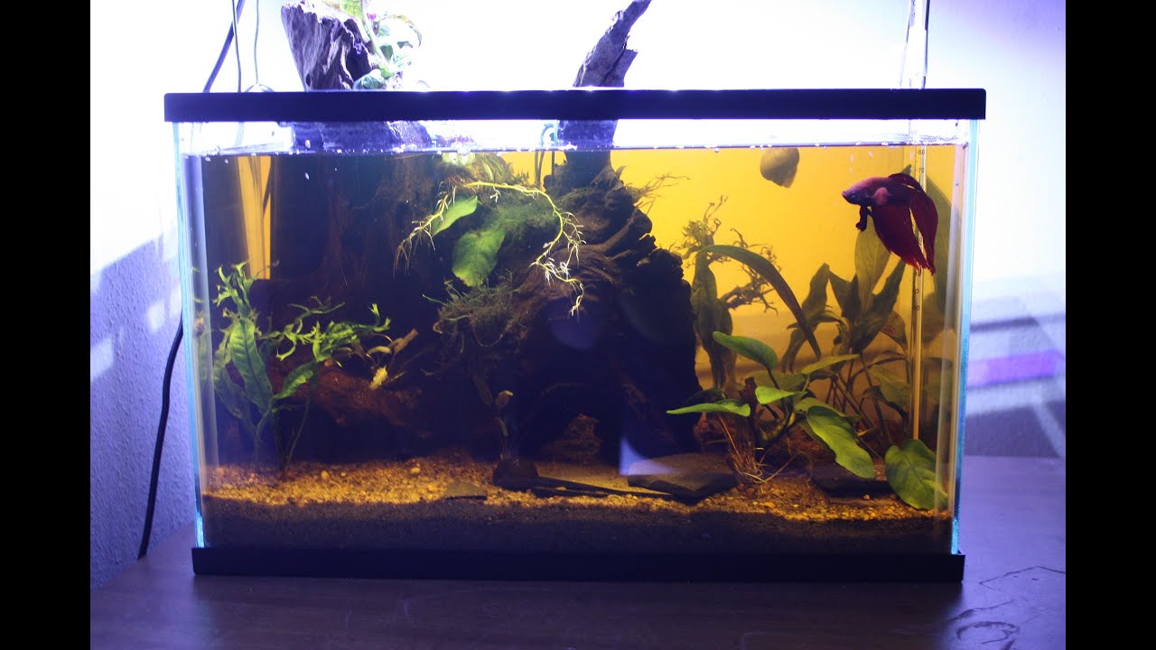 5 Gallon Blackwater Betta Aquarium 