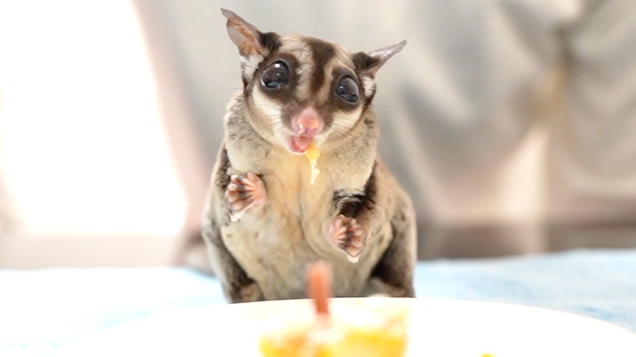 モモちゃん8歳の誕生日を3人でお祝い - YouTube