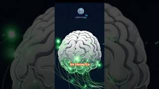 ✨🧠 ¿Qué tan rápido piensa tu cerebro? 🧠✨ #shorts