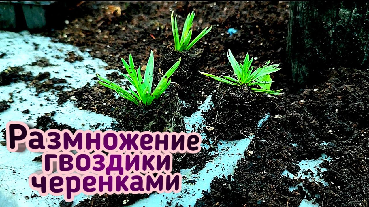 Размножение гвоздики. Гвоздика черенковать. Черенкование гвоздики. Черенкование гвоздики вегетативной. Гвоздика черенкование