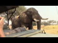 Elephant joins tea time in Mana Pools
