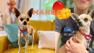 It’s Mango season! Adopt this sweet girl today!