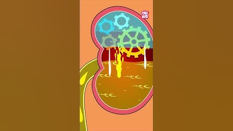 How is Urine Produced in our Body? #shorts #pee #urinarysystem #drbinocsshow #bodyfunctions