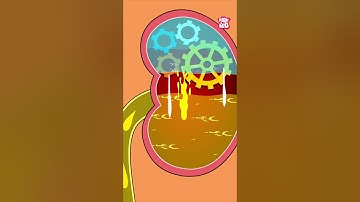 How is Urine Produced in our Body? #shorts #pee #urinarysystem #drbinocsshow #bodyfunctions