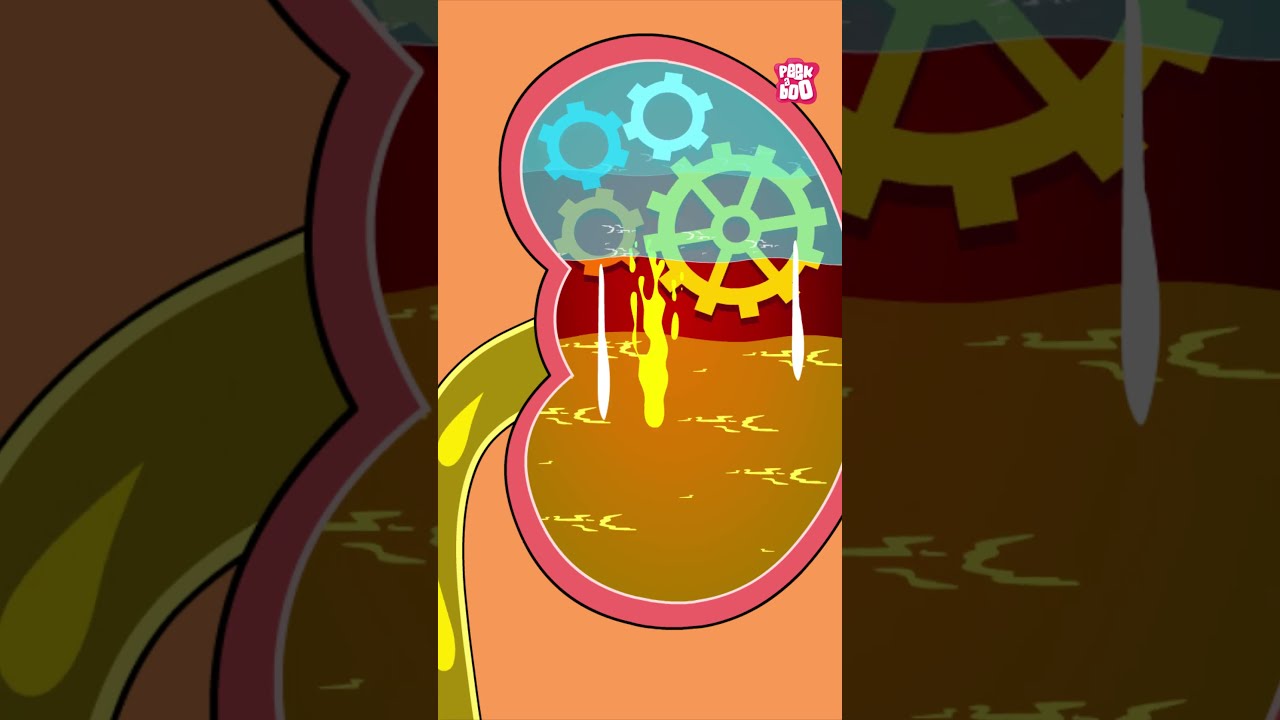 How Is Urine Produced In Our Body Shorts Pee Urinarysystem Drbinocsshow Bodyfunctions