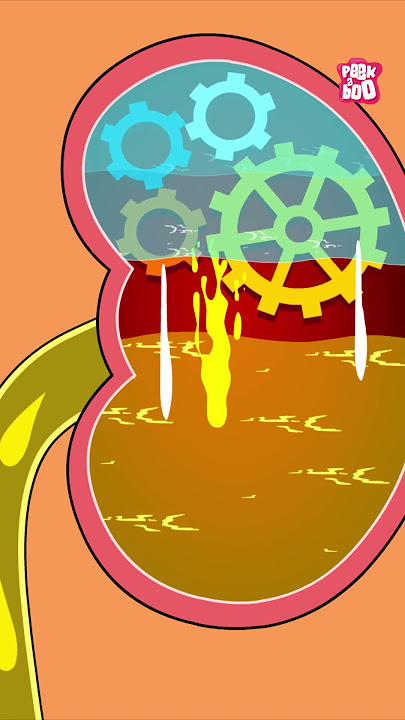 How is Urine Produced in our Body? #shorts #pee #urinarysystem #drbinocsshow #bodyfunctions