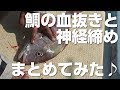 鯛の血抜きと神経締めの方法！締め方を説明します♪