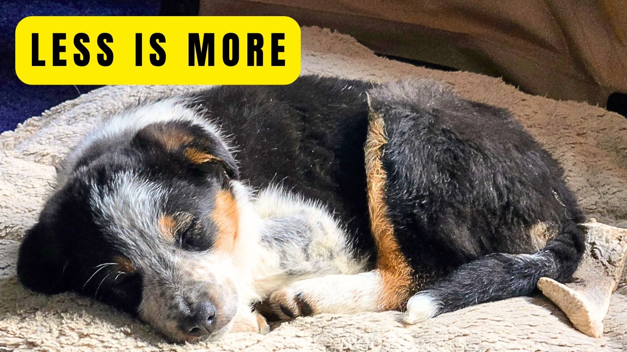 Первая неделя с щенком: что я делаю (и чего не делаю)