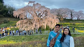 Miharu Takizakura, Fukushima (One of the Oldest Cherry Blossom Trees in Japan over 1000 years old)
