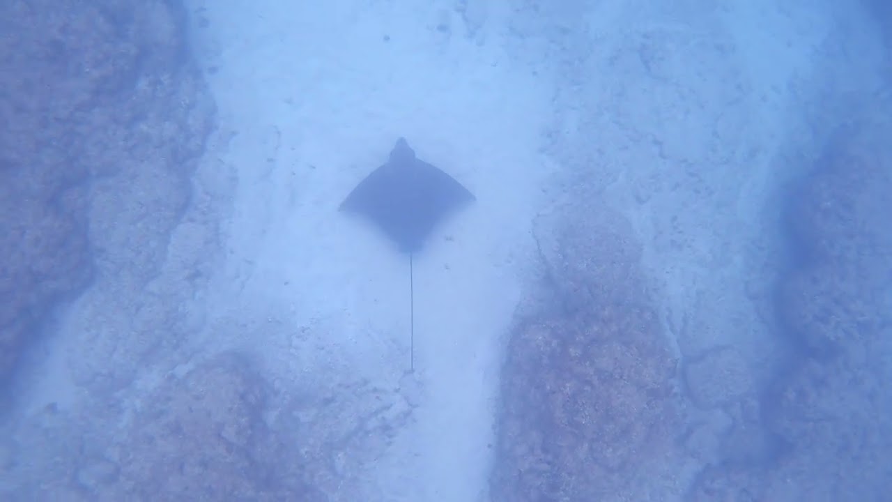 טחן פר ❤🌊
