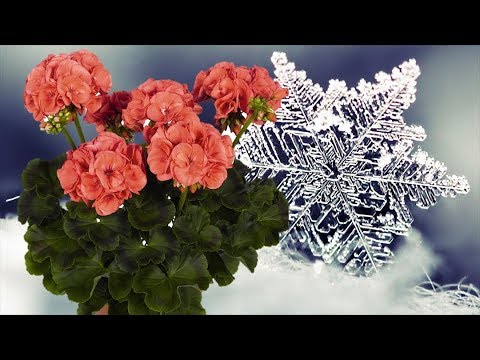 Видео: Зимующее растение герани - Как сохранить герань зимой