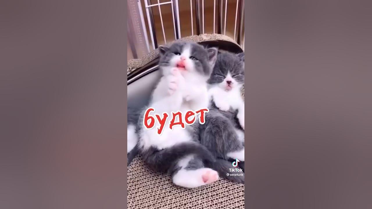 якщо ці кошенята милі то ставте лайк і підписуйтеся на мій канал - YouTube