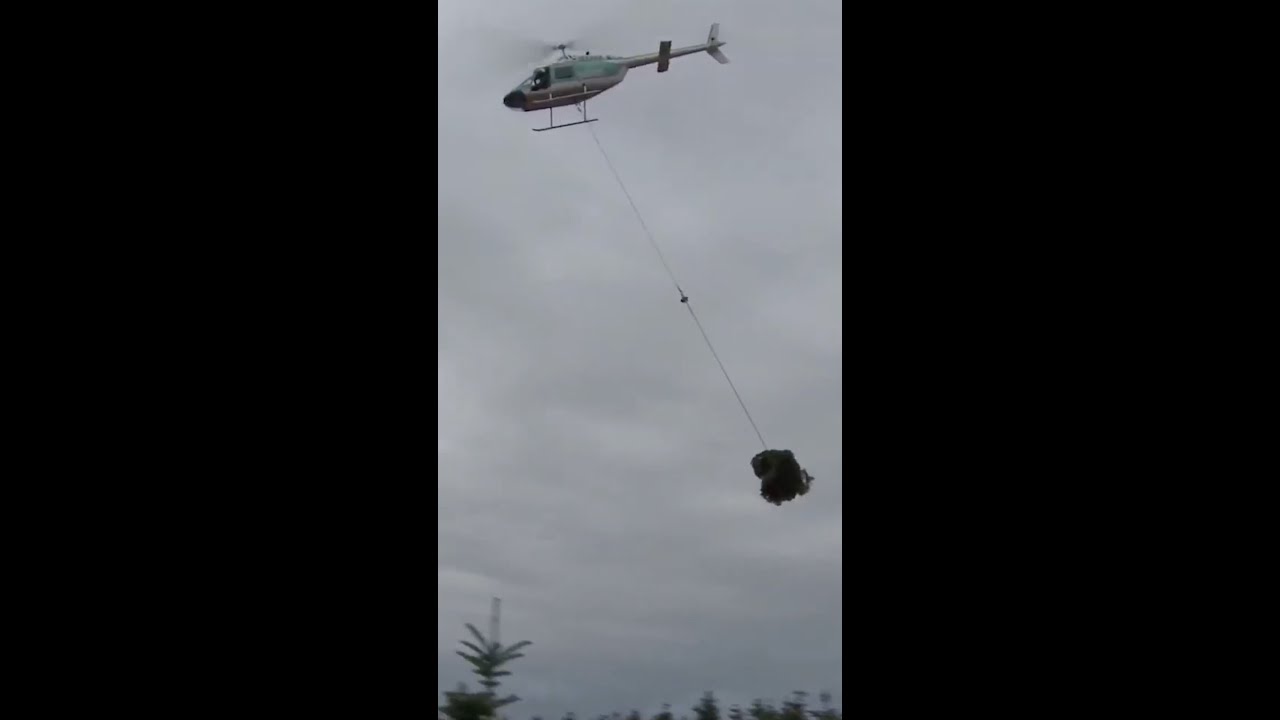 Harvesting Christmas trees by helicopter - Vertical Mag