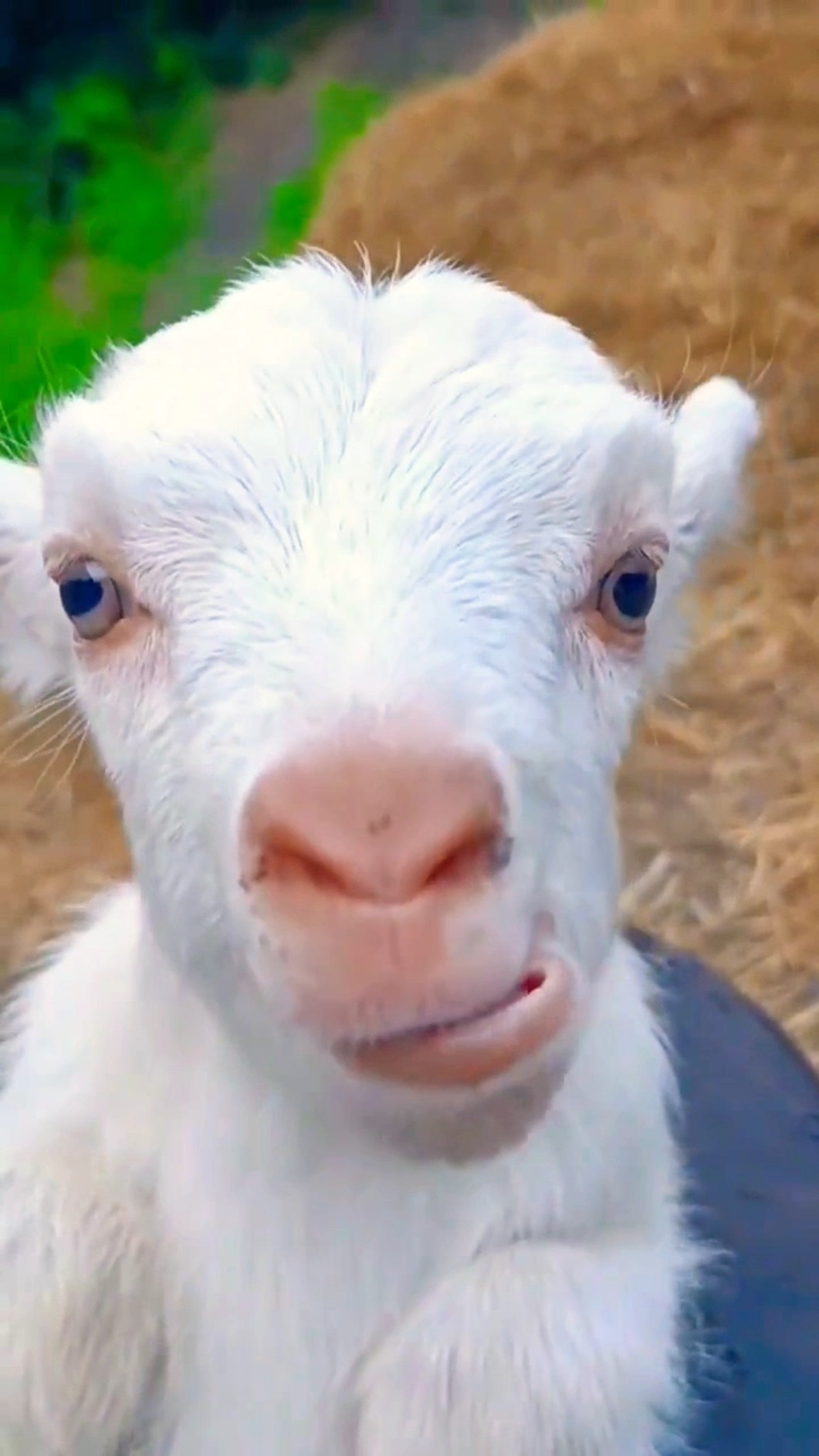 Mamaa yey Mamaa ??#shortvideo #funnyshorts #funny