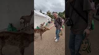 Deer Bows Before Receiving Food from Man