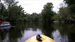 The Northeast Cape Fear River With The Snot Otter Adventure Club