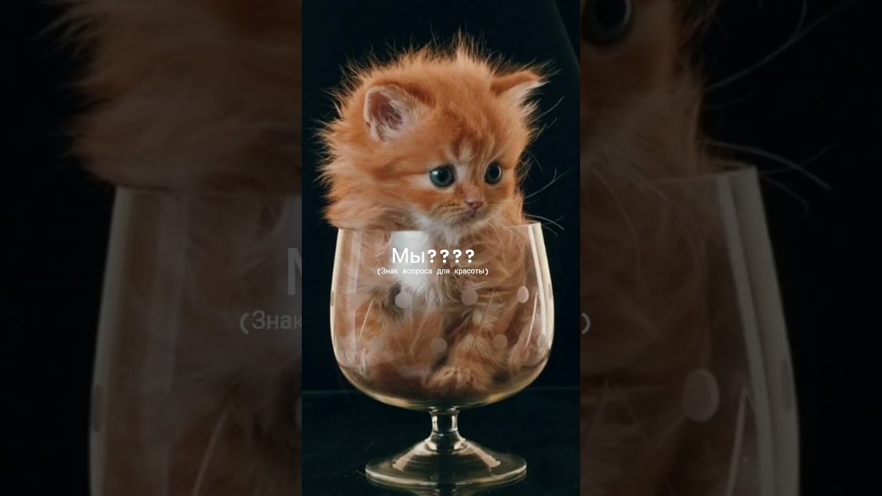 конечно мы❤️