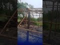 during building bamboo house for my Village home its was rainny day #bamboohouse