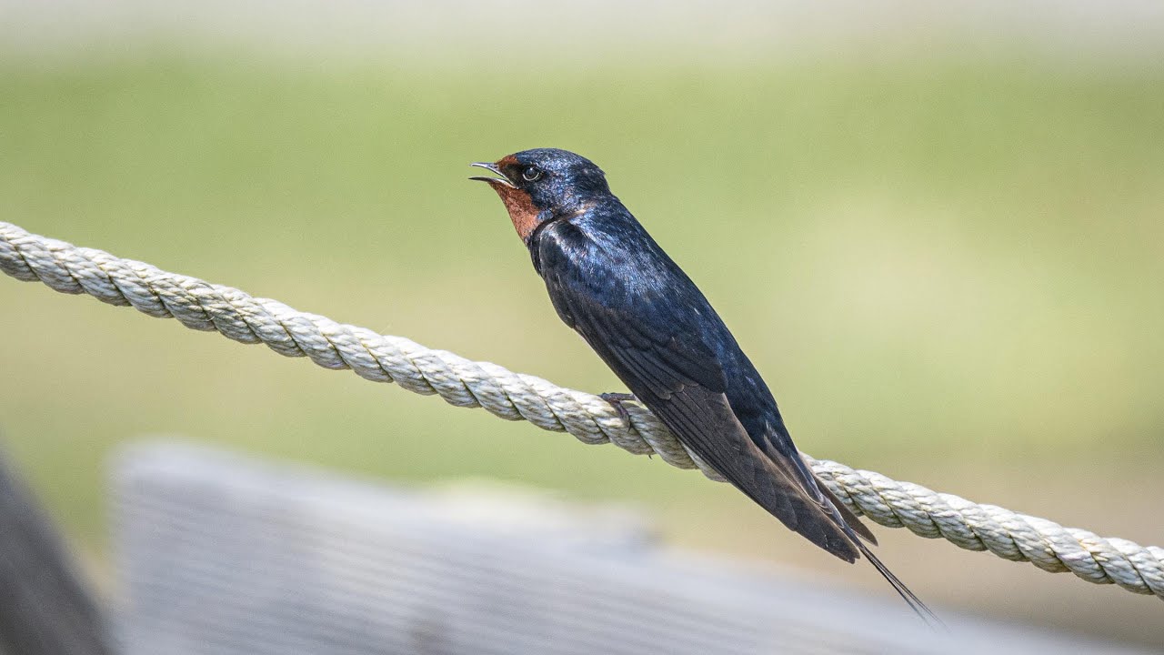 Swallows 