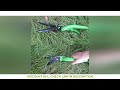 Gardening Scissors Rotatable Lawn Trimming Gardening Grass Trimming Scissors Gardening Tools Househo