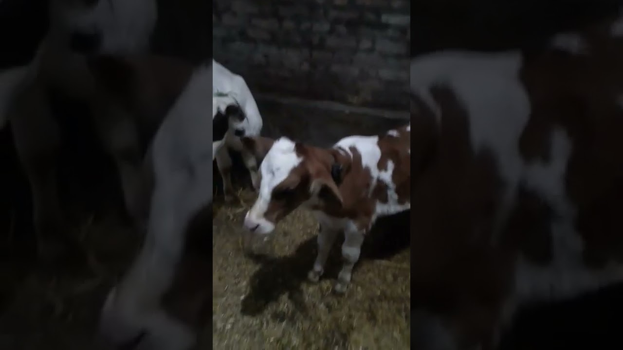 ABS calf + Ayreshyre calf