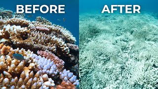 The Great Barrier Reef Had A  Horrible Bleaching Event!