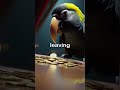 history of Parrot #changeyourmindsetchangeyourlife #motivation #facts #quotes