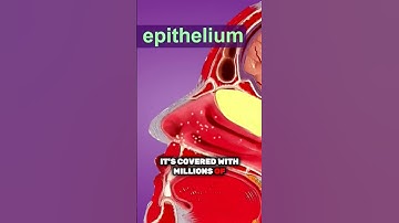 Ever wondered how your nose knows what you