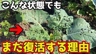 [Broccoli] Don't Give Up! Here’s How to Tell at a Glance If It Can Still Be Saved. [Home Gardening]
