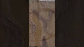 養殖あなご餌やり