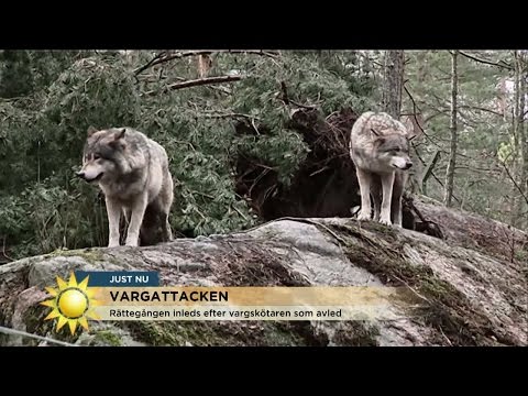 Video: Varför Drömmer Vargar