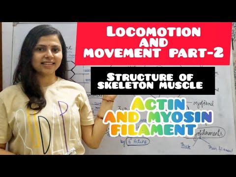 Structure of Skeletal muscle| Locomotion and movement part-2 | Actin ...