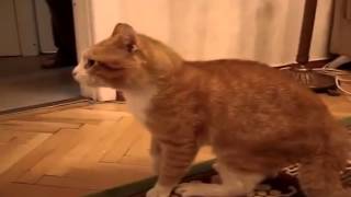 Разъяренный кот или "рыжая обида". Разъяренный кот или "рыжая обида".