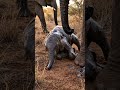 A Mother's Love Needs No Language! 🐘❤️ #shorts