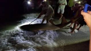 Giant Sawfish Caught by Beach Fisherman on Sanibel Island
