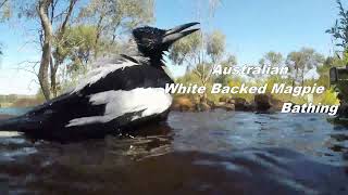 Up Close with an Australian White Backed Magpie bathing.