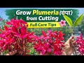 Champa (Plumeria) cutting se kaise lagaen | How to Grow Plumeria from Cuttings | FULL CARE & GUIDE
