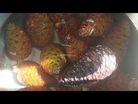 Kozalak Şurubu Nasıl Yapılır✅ Grip Soğuk Algınlığı Doğal Şurup 💚