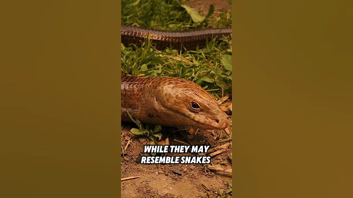 Legless Lizard #animalfacts