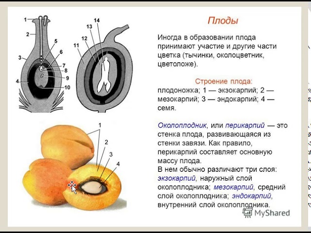 Строение и развитие зародыша, семени и плода - YouTube