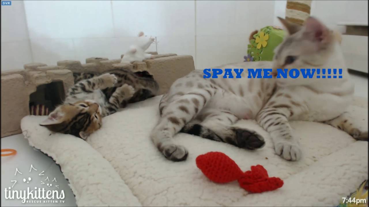 TinyKittens ~ MOM! She's Touching Me!