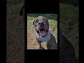 Cheech 1223980