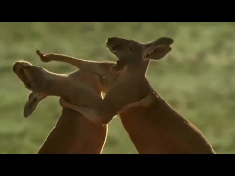 Roo wrestling - Big Red Roos - BBC