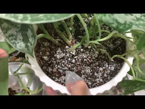 Video: Información sobre el moho blanco: reconocer los síntomas del moho blanco en las plantas