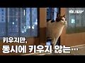 슈뢰딩거의 고양이 (feat.14층 외출냥)ㅣSchrodinger’s cat (ft. Cat on 14th floor)