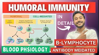 humoral immunity physiology | antobody mediated immunity physiology | b lymphocytes immunity